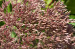 Coastal plain joe pye weed